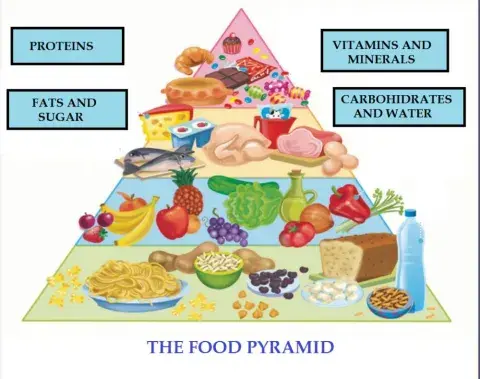 Food pyramid