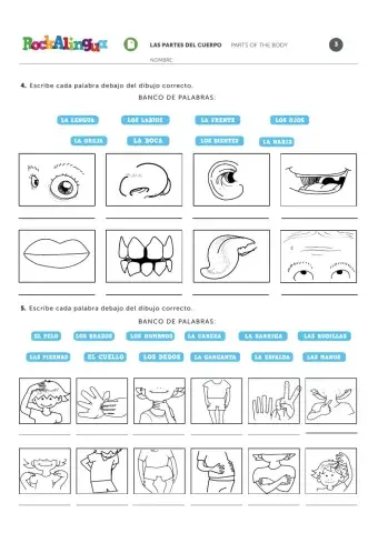 Las partes del cuerpo