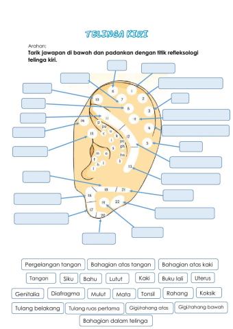 Titik refleksologi telinga kiri
