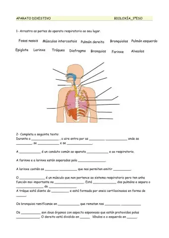 Sistema respiratorio-1