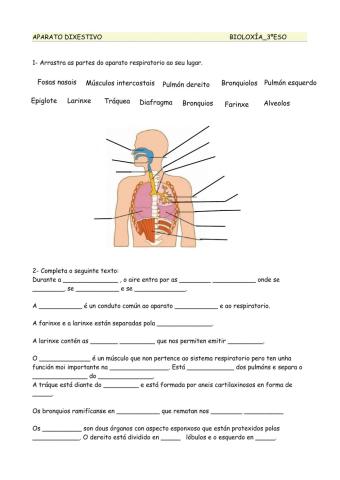 Sistema respiratorio-1