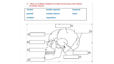 Huesos de la cabeza