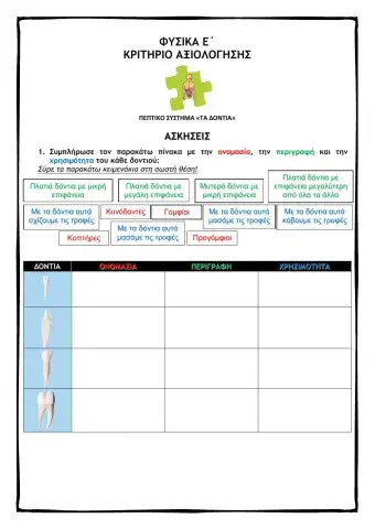 Πεπτικό Σύστημα Τα δόντια