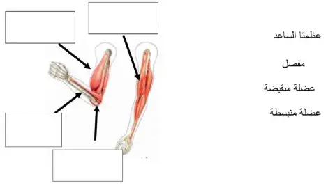 الجهاز العضلي