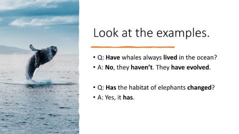 Evolution of animals