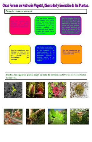 Otras formas de nutrición vegetal, Diversidad y evolución de las plantas