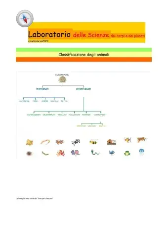 Classificazione degli animali