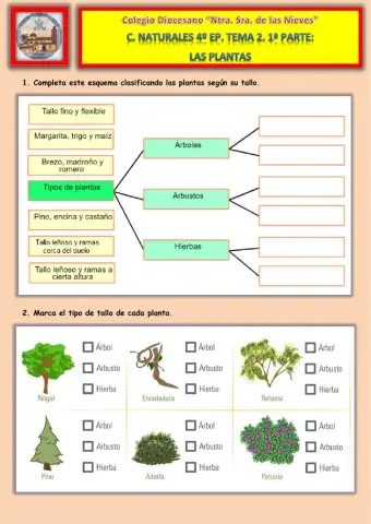 Tema 2. !ª Parte. Las plantas.