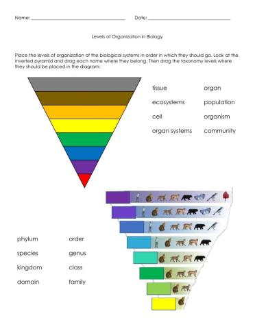Levels of Biological Organization in Living Things