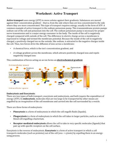 Active Transport Reading Comprehension & Application Questions
