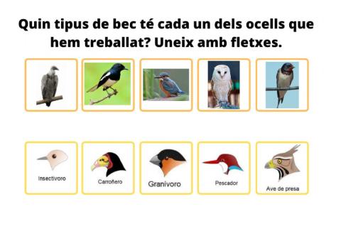 Quin tipus de bec té cadascun dels ocells treballats?