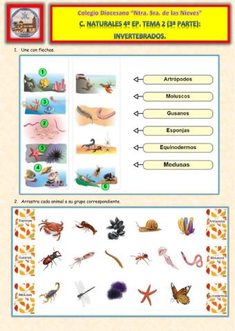 Tema 2. 3ª Parte. Invertebrados