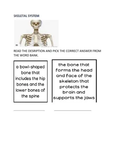 Skeletal system