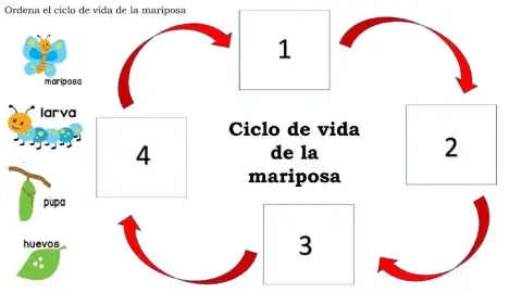 Ciclo de vida de la mariposa