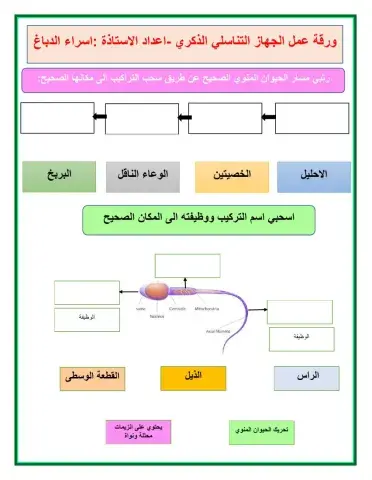 ورقة عمل الجهاز التناسلي الذكري