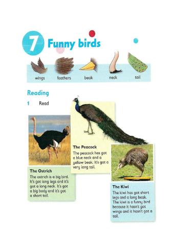 Reading and writing - Funny birds