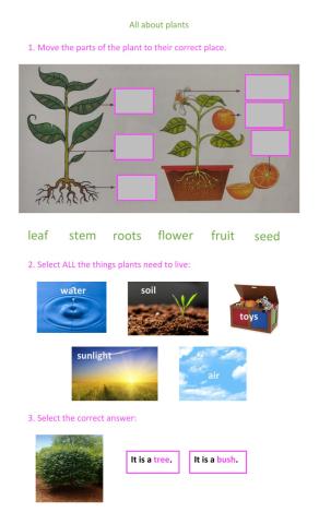 Plants quiz 1st grade