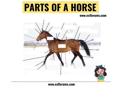 Parts of Horse