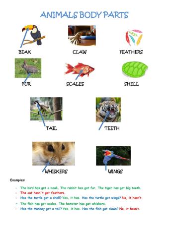 Animals body parts