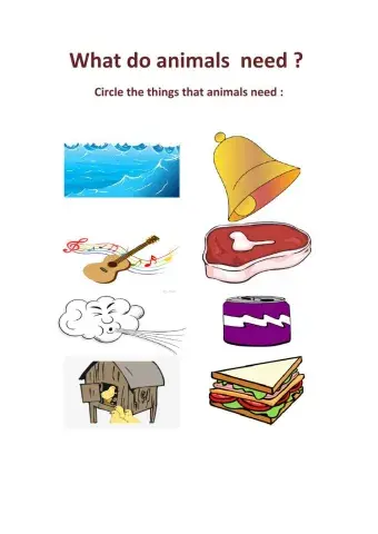 What do animals need?