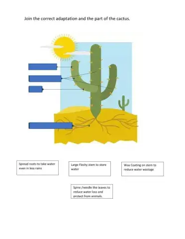 Desert Plant: Cactus