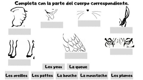 Les parties du corps des animaux cte