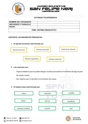 Sistema esquelético