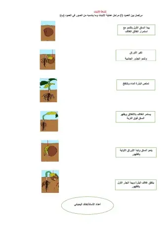 نشاط صفي الإنبات