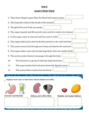 Lesson 5 Brain Check