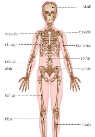 Esqueleto y sus partes(español e ingles)