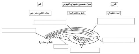 شعبة الحبليات