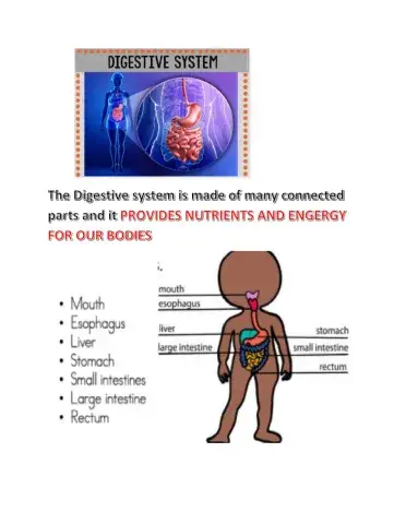 Digestive system