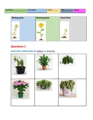 Wilting and Turgor Pressure of plants