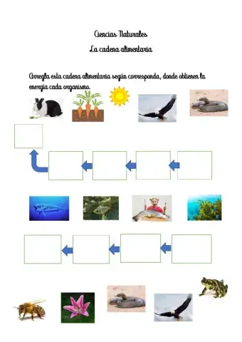 La cadena alimentaria