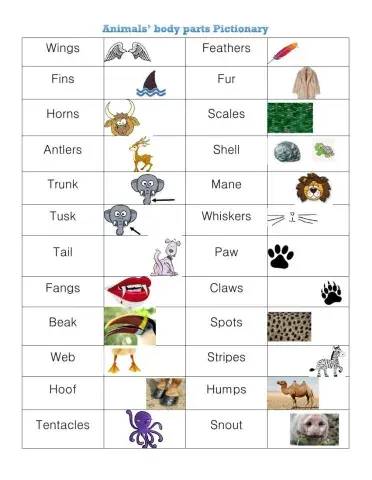 Animals' body parts