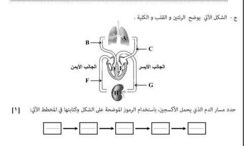 نشاط الجهاز الدوري