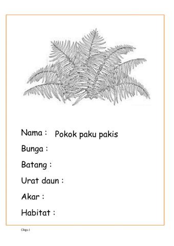 Latihan ciri tumbuhan