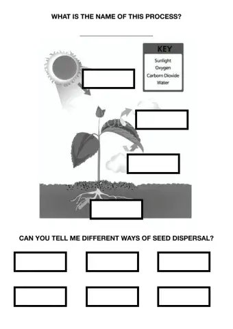 Photosynthesis and seed dispersal