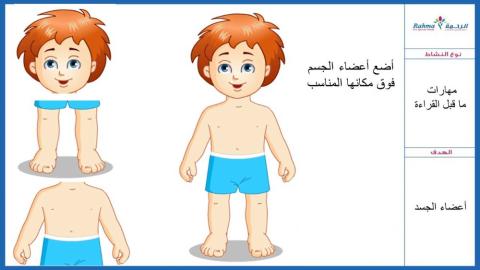 أعضاء الجسم