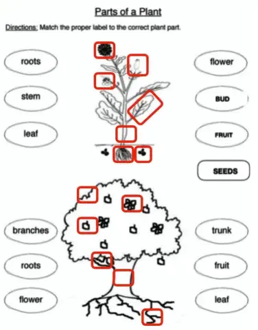 Parts of the plant and tree