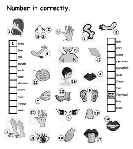 Body parts, numbering