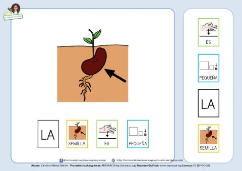 Estructuración de frases: La semilla es pequeña