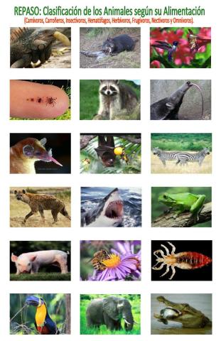 Repaso:Clasificación de los animales según su alimentación