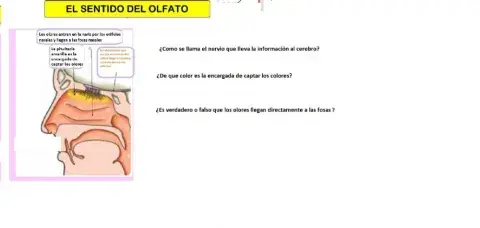 El sentido del olfato