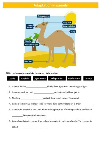 Adaptation in Camels
