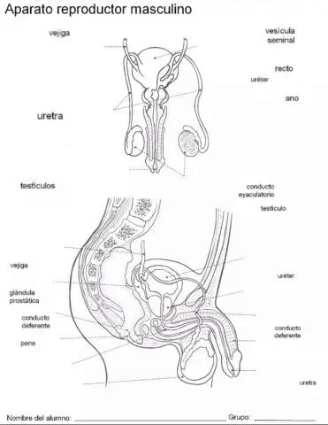 Aparato reproductor masculino