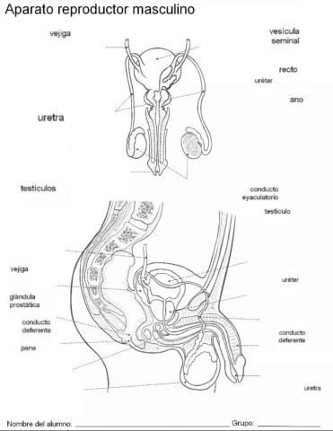 Aparato reproductor masculino