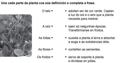Une cada parte da planta coa súa definición e completa a frase