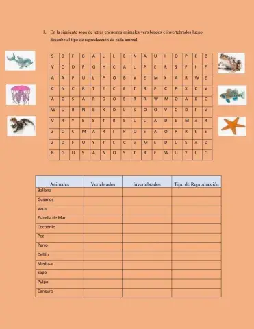 Sopa de letras animales vertebrados e invertebrados