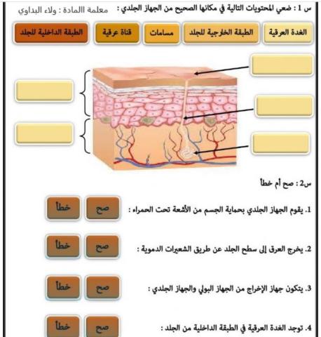 الجهاز الجلدي